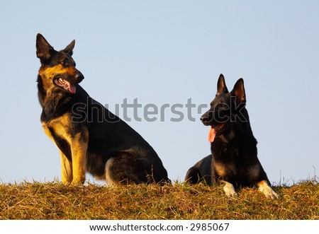 security dogs