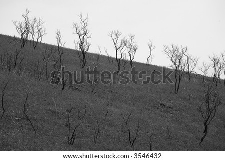 Bushes on the hill slope, black and white
