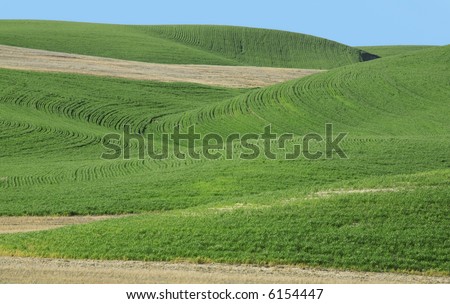Rolling hills of eastern Washington in spring