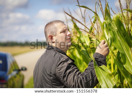 Farmer near the corn field in summer