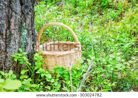 Empty wooden basket in the woods between blueberry bushes