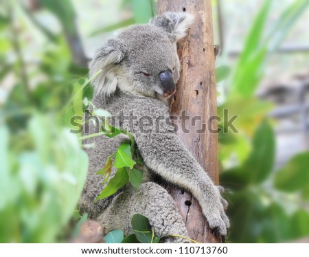 Koala bear, sleeping on tree