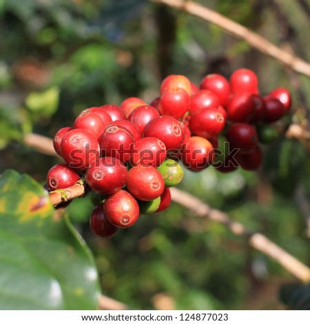 Coffee beans on plant