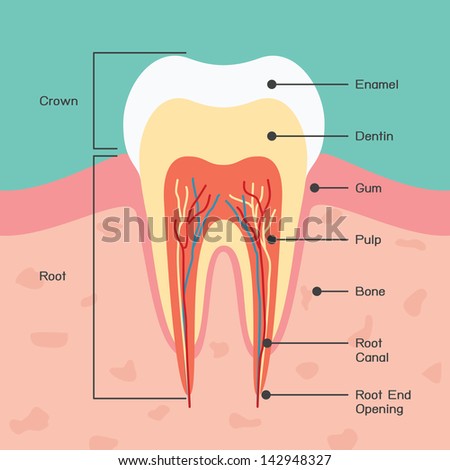 Tooth anatomy vector Tooth anatomy vector