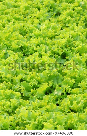 Leaves of green lettuce background