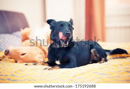 Two dogs are enjoying in bedroom. Selective focus on black dog mouth.