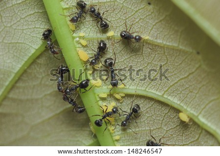 Black ant (Lasius niger) resquing larva