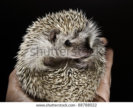 Hedgehog in hand