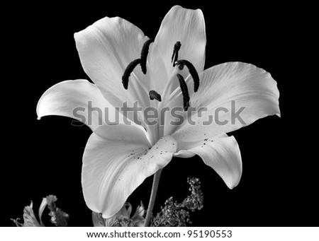 close up of a black and white  lily in a bouquet  on a black background