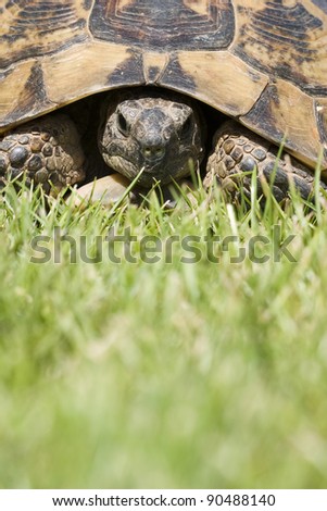 Turtle portrait