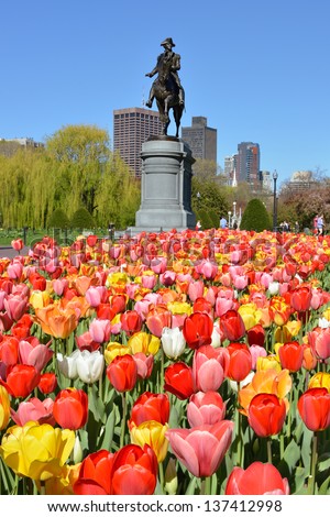 George Washington Statue And Colorful Tulips In Boston Public Garden