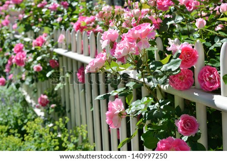 June garden. Climbing pink roses on white fence