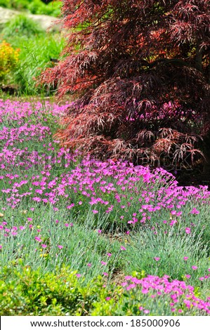 Pink (dianthus) flowers and dwarf japanese maple in the spring