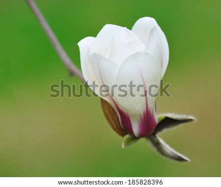 Magnolia flower isolated on green