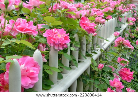 Pink climbing roses on picket fence
