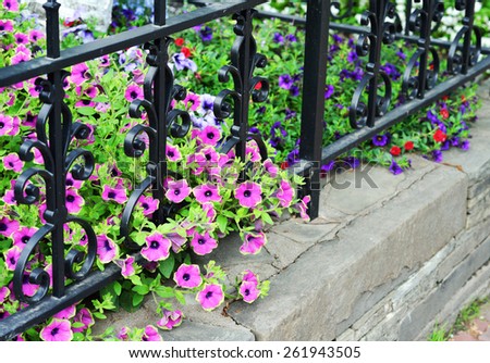 Petunias, iron fence and stone wall
