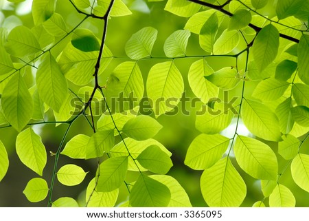 stock photo : Beautiful green leaves of an American Yellow Wood make pattern 