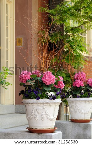 Elegant flower pots with pink hidrangea, pansies and Harry Lauder\'s Walking Stick framing house entrance
