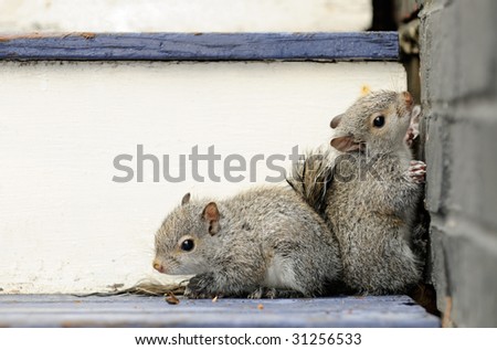 Two baby squirrels cornered against wall and porch steps
