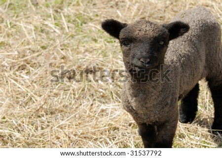 Black sheep. Little lamb looking at the camera.