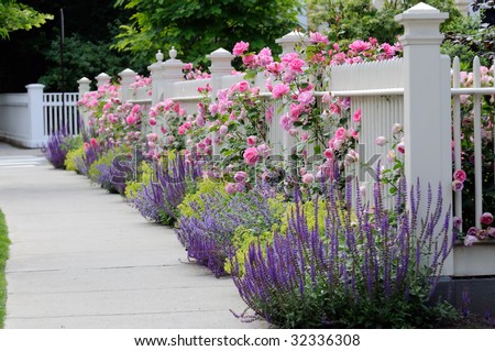 stock photo White fence with flowers Pink roses blue sage purple 