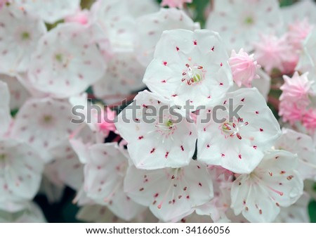 Mountain Laurel flower close-up