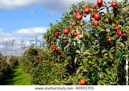 Red apples in the orchard