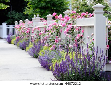 White fence and flower bed with pink roses, Salvia, Sage, Catmint and Lady\'s Mantel. Colorful, elegant garden bordering front yard and sidewalk