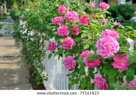 Climbing pink roses on white fence