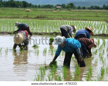 stock photo : Rice plantation