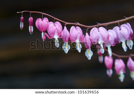 This perennials plant names bleeding heart or dicentra. Flowers have pink and white petals.