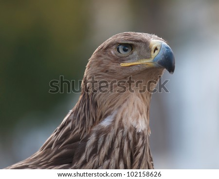 The Tawny Eagle (Aquila rapax) is a large bird of prey. The eagle looks at with a stern intensity.