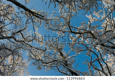 Worm\'s-eye view:  trees are sky-rocket to the blue clear sky. Such a beautiful winter day!