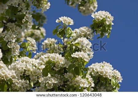 Spring - pear-tree is in full bloom. Pear tree blossom is situated against the blue sky background.