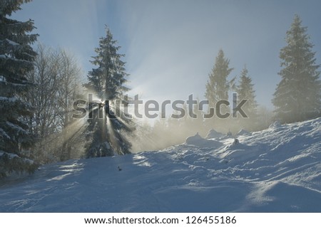 Fresh powder snow has covered the ground and trees. Streams of light penetrate winter forest.