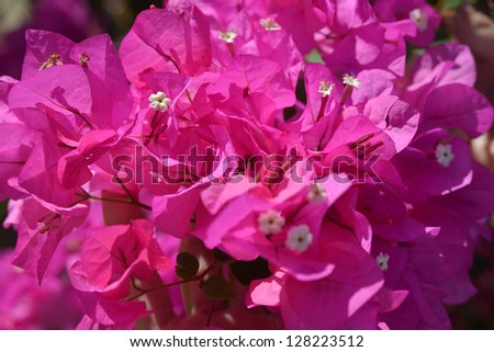 Bougainvillea is a genus of flowering plants. They are evergreen where rainfall occurs all year, or deciduous if there is a dry season.
