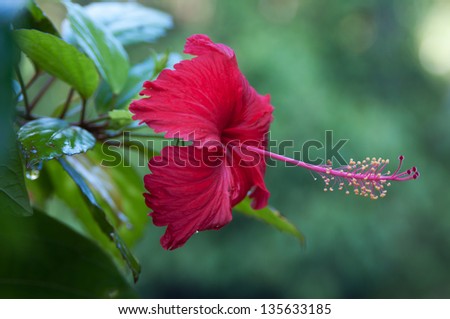 This is a close-up of red  hibiscus flower. Bright flower is situated against the green leaves background.