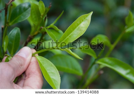 This is a close up of fresh tea growing on a plantation.Somebody  keeps top leaves in the hand.