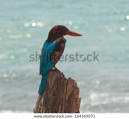 The Sri Lanka White-throated kingfisher is sitting on the wood near the ocean. The bird is situated against the ocean blur background.