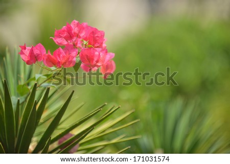 Spray of blossom is situated against the natural green background. This is a bouganvillea (bougainvillea) flowers.