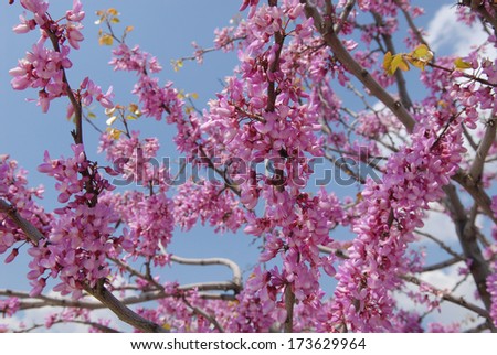 This is a close up of RedBud Tree Blooms. Cercis siliquastrum, Judas tree, is a small deciduous tree from Southern Europe and Western Asia.