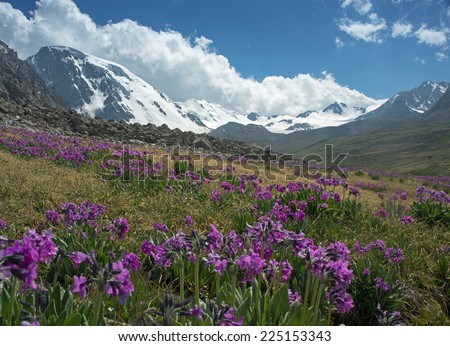 This is a general view of Tien Shan Mountains in the Almaty  precincts. Pink primula flowers are in the foreground, mountains covered with snow are in the background.