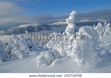 Snow, wind and frost have created  from trees fairy-tale character. Clouds, mountains and forest are in the background.