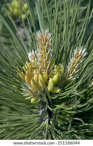This is a close-up of pine tree carpellate cone. It is spring.