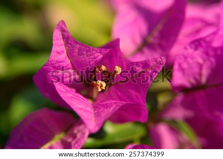 The close-up of pink  bougainvillea. The picture creates good emotions.