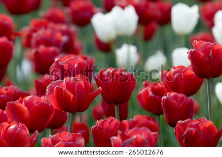 Many red tulips and some white. Springtime. Flowers create positive emotions.