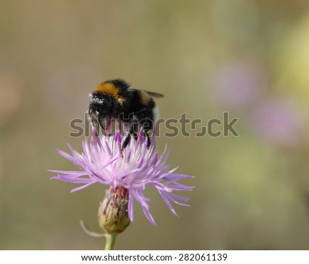 Close-up of bumble-bee collecting nectar. Insect sits on violet flower (Centaurea pullata) and is powered with pollen grains.