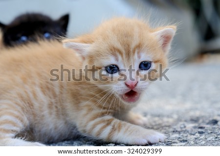 Red kitten with blue eyes in the foreground (close-up).Black kitten also with blue eyes is in background (doesn\'t in the focus).