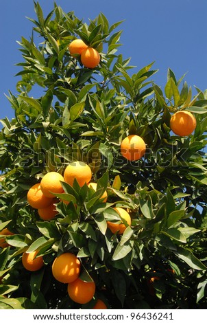 There are many fruits on the orange tree.  Several oranges are photographed against a blue sky.