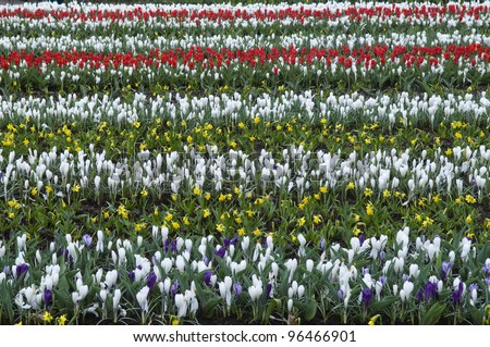 Different species of flowers growth on the field. This ornamental pattern contains red, yellow, white and violet colors.